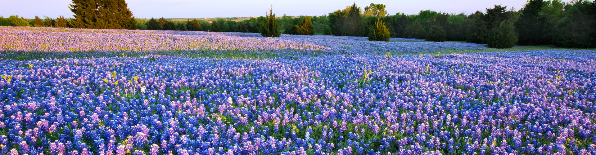 flower field