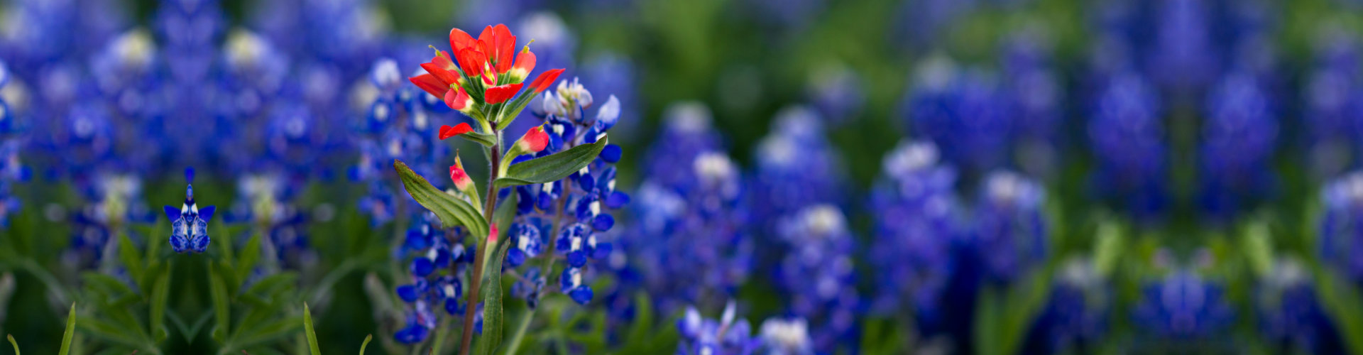 flower field