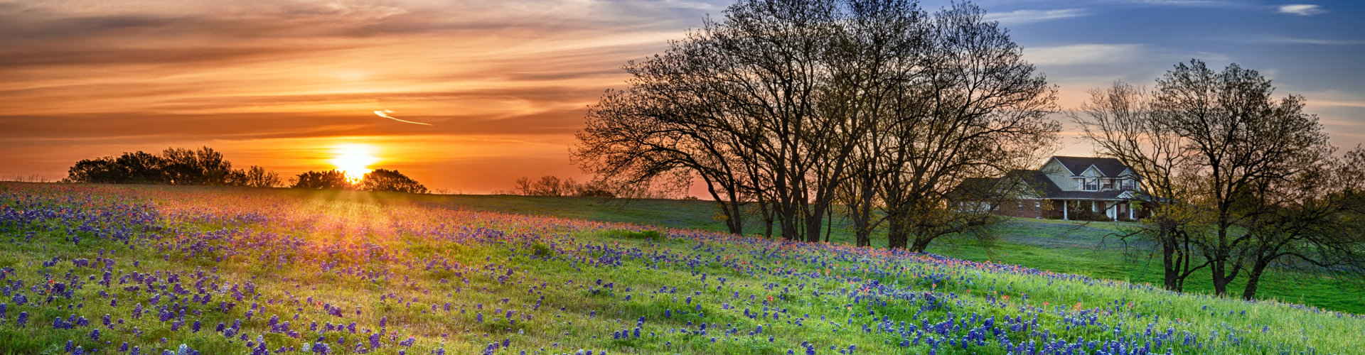 grass field sunset view